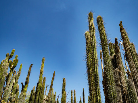 Cactus field in In the biosphere Reserve of Tehuacan Mexico