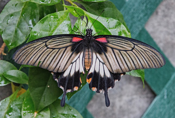 The Sertoma Butterfly House and Marine Cove in Sioux Falls, South Dakota is a Year-Round Tropical oasis with indoor garden