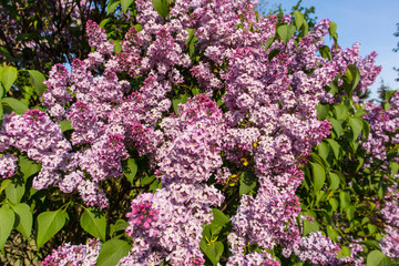 Purple lilac bush on spring sunny day