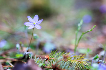 Beautiful common hepatica flower at forest springtime