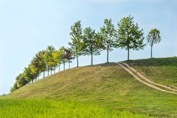 Trees on hill with path