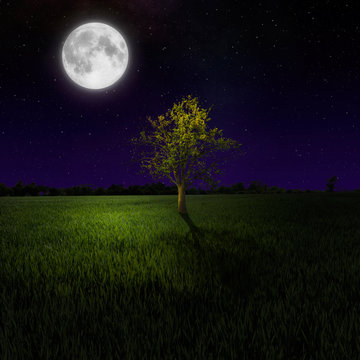 Tree on night meadow lit by moon