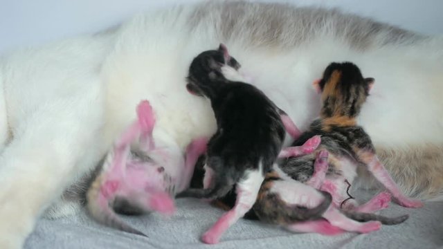 cat and kittens. cat feeds newborn kittens. the cat gives birth parturition to kittens. indoors kitten pet playing sleeps . suck tit blind lovely kittens indoors concept