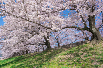 京都府八幡市　背割堤の桜