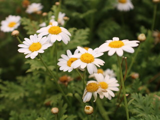 White Flowers