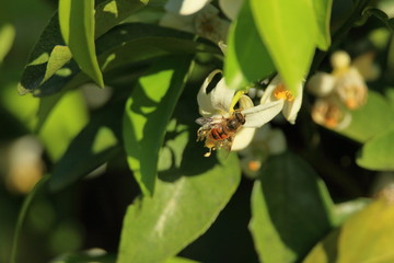 ハナアブと日向夏の花