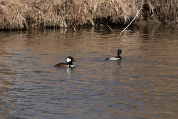 Hooded Merganser and Ring-Necked Duck