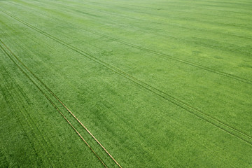 Aerial green wheat field. Aerial view large green field.