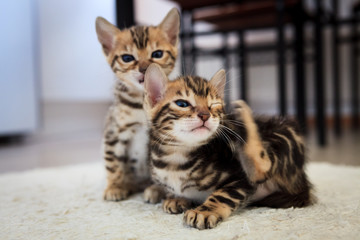Cute young bengal kittens at home