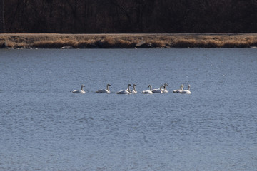 7-8-9 Swans A-Swimming