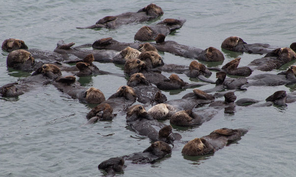 California Sea Otter