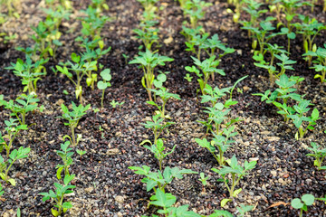 Seedlings of tomato. Growing tomatoes in the greenhouse. Seedlings in the greenhouse. Growing of vegetables in greenhouses