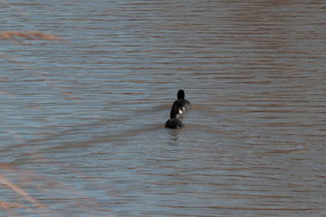 American Coots