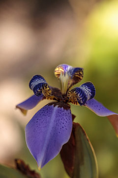 Purple Walking iris Neomarica caerulea ‘Regina’ blooms