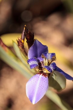 Purple Walking iris Neomarica caerulea ‘Regina’ blooms