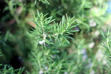 Rosemary herb branches with leaves close-up. Cooking food ingredient, raw flavoring plants