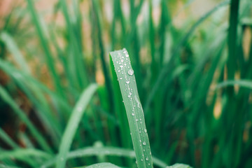 Fresh Nature In The Morning #2