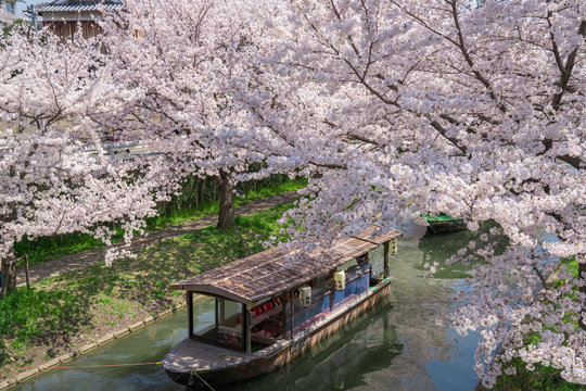 京都　伏見十石舟と桜