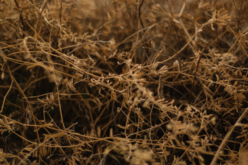 The Dry Grass 