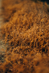 The Dry Grass 