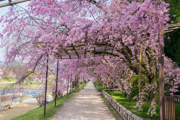 Fototapeta premium 京都 半木の道の枝垂れ桜
