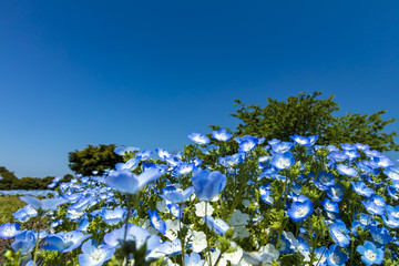 ネモフィラの花