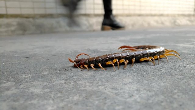 giant size centipede on the road and then irritated by a metal bar