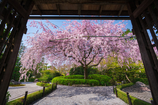 京都　退蔵院の枝垂れ桜