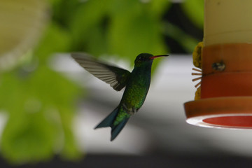 Colibri