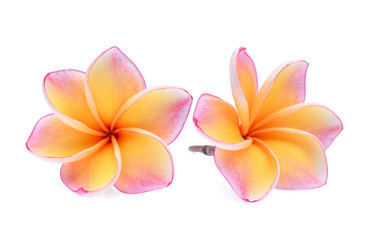 frangipani tropical flower, plumeria, Lanthom, Leelawadee flower isolated white background, 6 petals