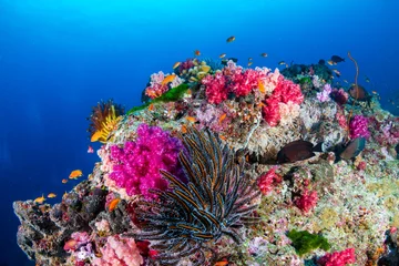 Papier Peint photo Lavable Récifs coralliens Beau récif de corail tropical coloré en asie