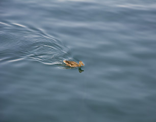 Beautiful duck in the Tahoe Lake