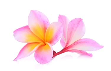 Papier Peint photo autocollant Frangipanier fleur de frangipanier rose isolé fond blanc