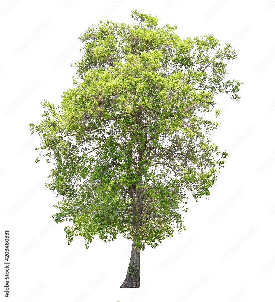 Wall mural tree real isolate die cut on white background with clipping path