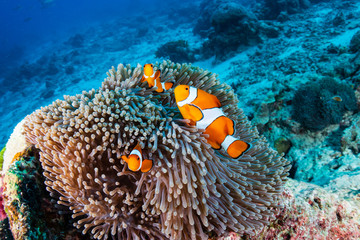 Fototapeta na wymiar A family of cute Clownfish in their home on a tropical coral reef