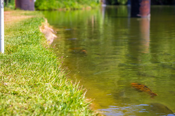 Lake full of fish in a park in Jundiaí Sao Paulo.