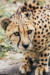 Curious Young Cheetah Looking Up From It's Water