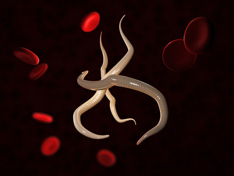 Parasitic nematode worms with blood cells, 3d Illustration
