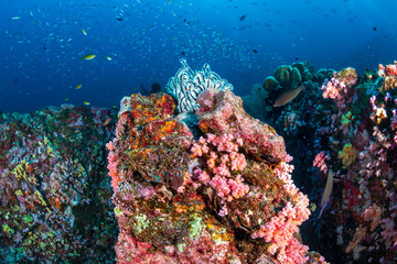Fototapeta na wymiar Beautiful, healthy tropical coral reef with colorful soft corals
