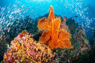Fototapeta na wymiar A large seafan on a healthy, colorful tropical coral reef