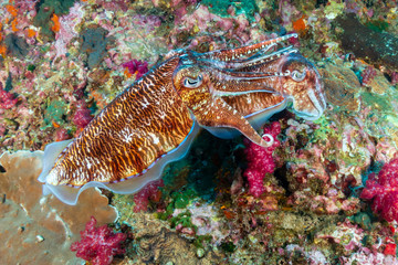 A pair of mating Cuttlefish on a tropical coral reef