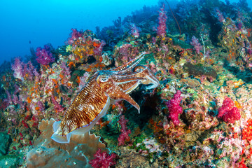 Mating Cuttlefish on a deep, colorful tropical coral reef