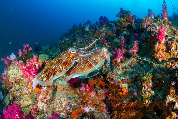 Fototapeta na wymiar Mating Cuttlefish on a deep, colorful tropical coral reef