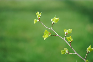 close up on new grown leaves on tree branch
