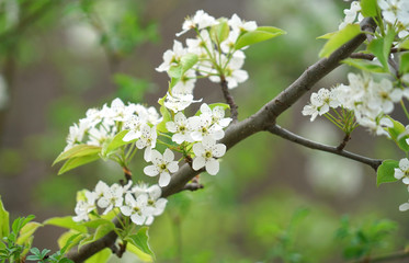 close up on white flowers on the tree blossom in spring