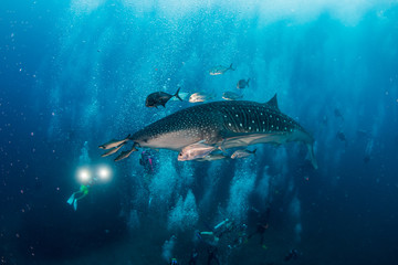 A large Whale Shark is surrounded by SCUBA divers as it swims along a tropical coral reef in Thailand