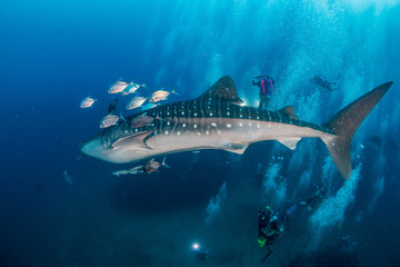 A large Whale Shark is surrounded by SCUBA divers as it swims along a tropical coral reef in Thailand