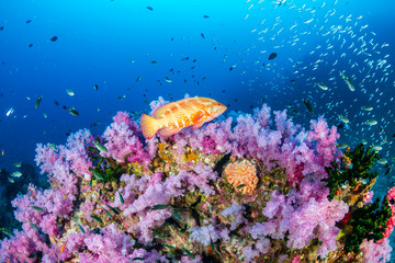 A coral grouper swimming along a colorful tropical coral reef
