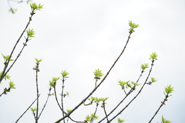 tree branch with green sprout in spring