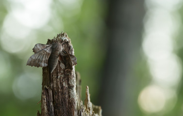 Fototapeta premium Poplar hawk-moth, Laothoe populi on wood